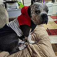 Chase is registered to the contest to win money with this photo: dog, canine, hoodie, clothing, pet, indoor, couch, quilt, furniture, black_and_white, spotted, side_view, looking_away, living_room, home, appliance, refrigerator, kitchen, domestic, companion