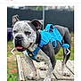 Chase is registered to the contest to win money with this photo: dog, blue_harness, picnic_table, outdoor, pet, animal, spotted_dog, wood, fence, grass, playful, canine, standing, ears, nose, tongue, legs, paws, daylight, nature