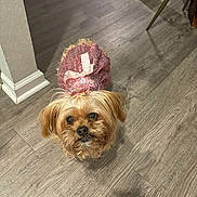 Pearl joined the competition — help win amazing prizes! adorable, animal, bow, canine, clothing, curious, cute, dog, flooring, home, indoor, looking_up, messy_face, mischievous, pet, pink_dress, scruffy, small_dog, standing, wooden_floor