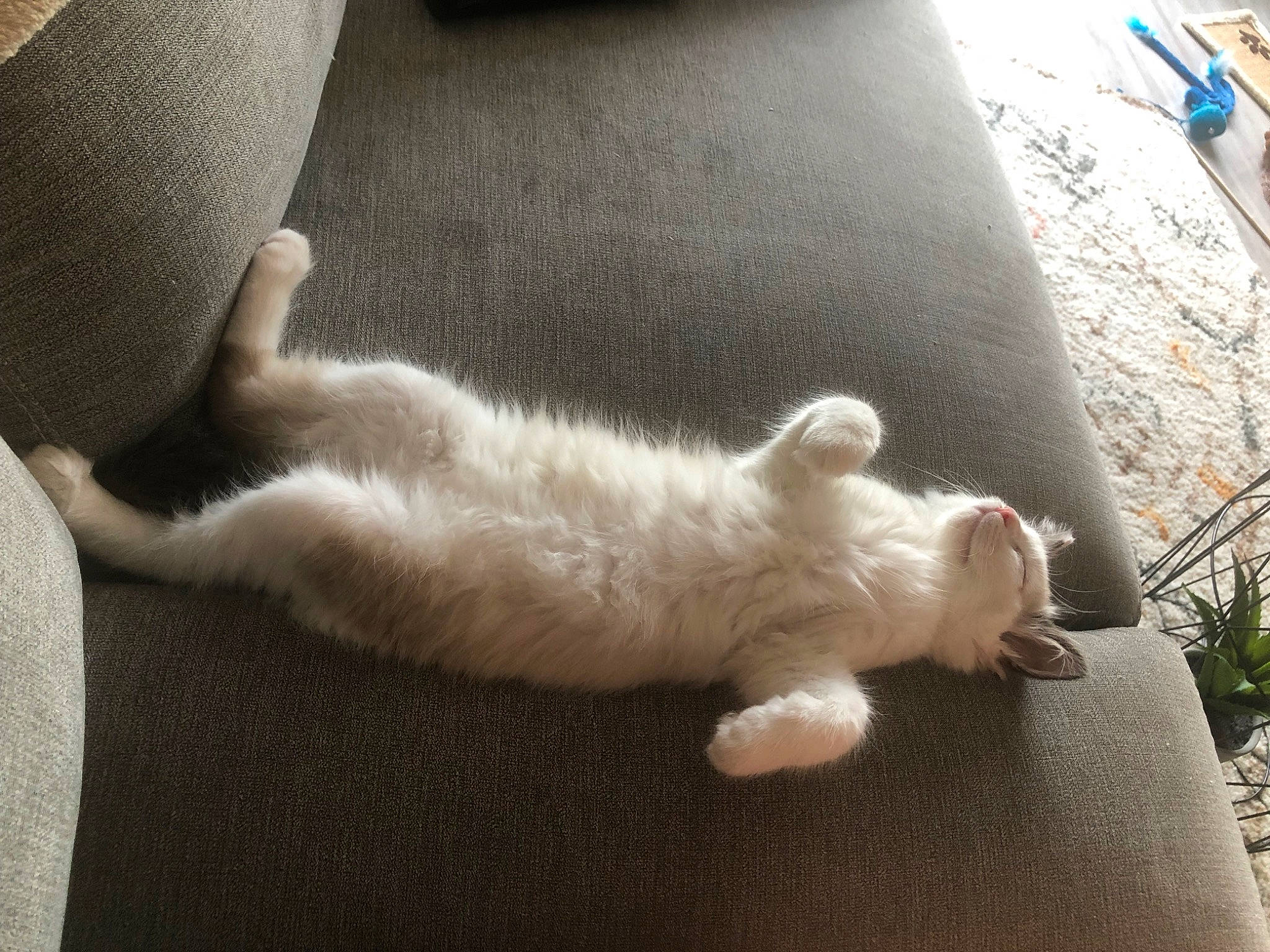 Tizotte a rejoint le concours — aidez-le/la à gagner de superbes lots ! canidae, carnivore, cat, claw, comfort, domestic_short_haired_cat, fawn, felidae, flooring, foot, fur, human_leg, paw, small_to_medium_sized_cats, snout, sporting_group, tail, toe, whiskers, wood