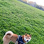 Shanks participe au concours pour gagner de l'argent avec cette photo : animal, building, canine, dog, field, fur, grass, greenery, harness, leash, mammal, nature, outdoor, park, pet, shiba_inu, sky, sunlight, tree, walking