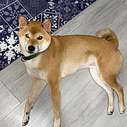Shanks participe au concours pour gagner de l'argent avec cette photo : animal, brown_fur, canine, collar, companion, dog, domestic, ears_up, floor, home, indoor, looking_at_camera, patterned_rug, pet, relaxed, rug, shiba_inu, tail_curled, white_fur, wooden_floor