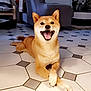 animal, canine, crossed_paws, cute, decor, dog, domestic, floor, furniture, happy, house, indoor, living_room, paw, pet, relaxed, shiba_inu, smiling, sofa, tile