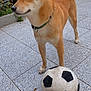 Shanks participe au concours pour gagner de l'argent avec cette photo : animal, backyard, canine, collar, daylight, dog, ears, fur, greenery, outdoor, pavement, pet, plant, playful, shiba_inu, side_view, soccer_ball, standing, tail, wall