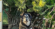 Bailey is registered to the contest to win money with this photo: dog, canine, pet, sitting, outdoor, garden, shrubs, tree, foliage, greenery, nature, dirt, ground, portrait, animal, black_and_tan, floppy_ears, front_facing, sunlight, backyard