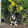 dog, canine, pet, sitting, outdoor, garden, shrubs, tree, foliage, greenery, nature, dirt, ground, portrait, animal, black_and_tan, floppy_ears, front_facing, sunlight, backyard