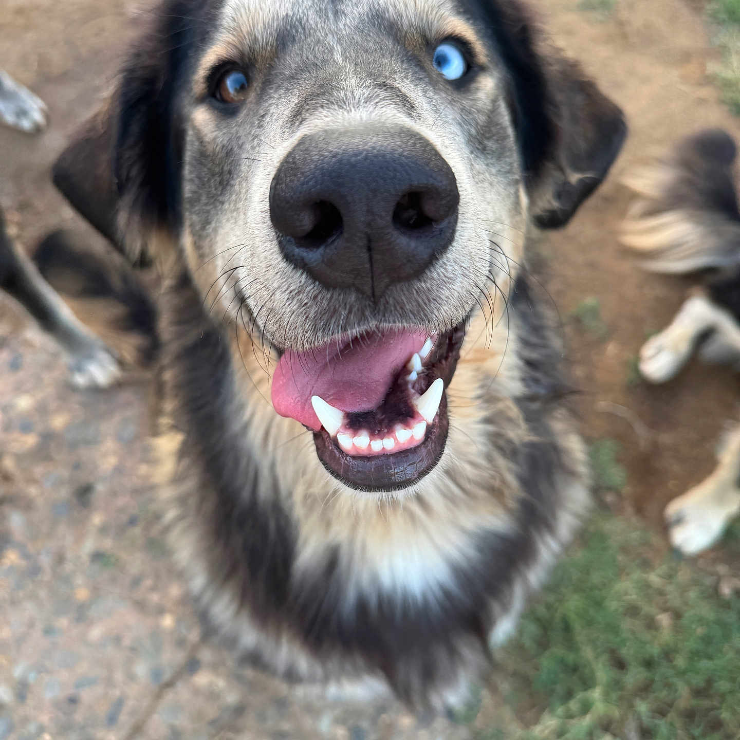 Bailey