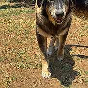 Bailey is registered to the contest to win money with this photo: dog, canine, pet, animal, standing, outdoors, yard, grass, dirt, fur, black_and_tan, long_hair, floppy_ears, white_paws, facial_expression, looking_at_camera, shadow, sunlight, house, portrait