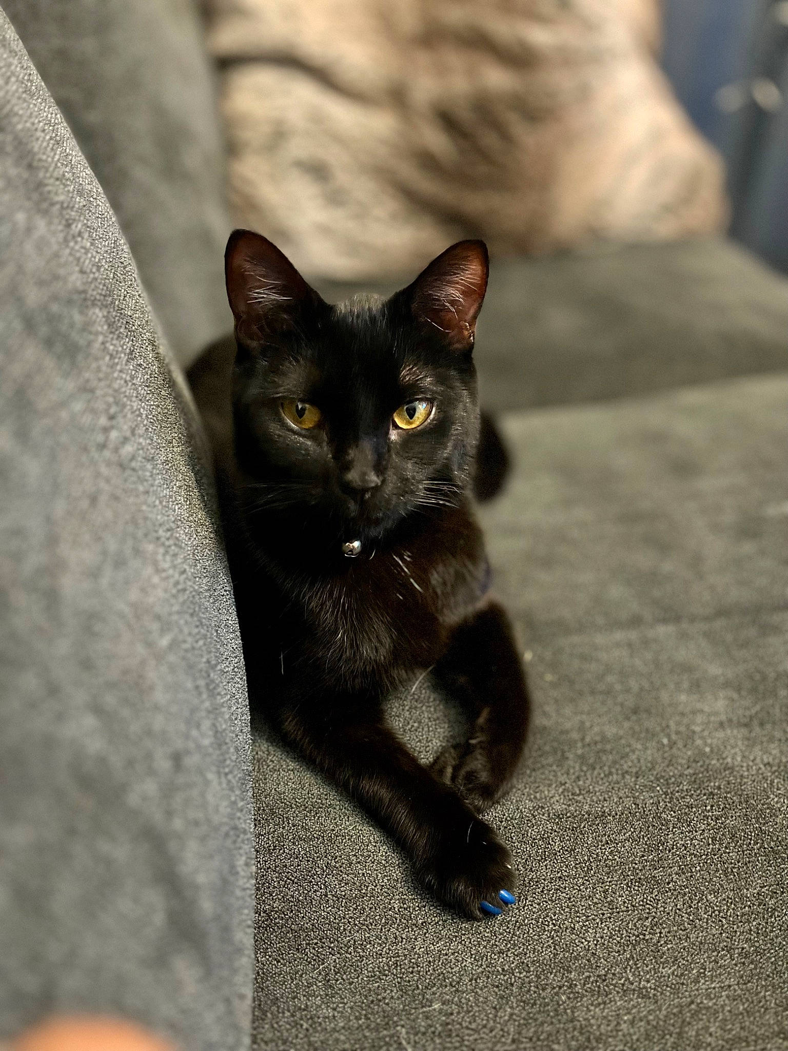 Axel joined the competition — help win amazing prizes! black_cat, bombay, carnivore, cat, domestic_short_haired_cat, felidae, fur, grey, havana_brown, paw, road_surface, sitting, small_to_medium_sized_cats, snout, tail, terrestrial_animal, whiskers