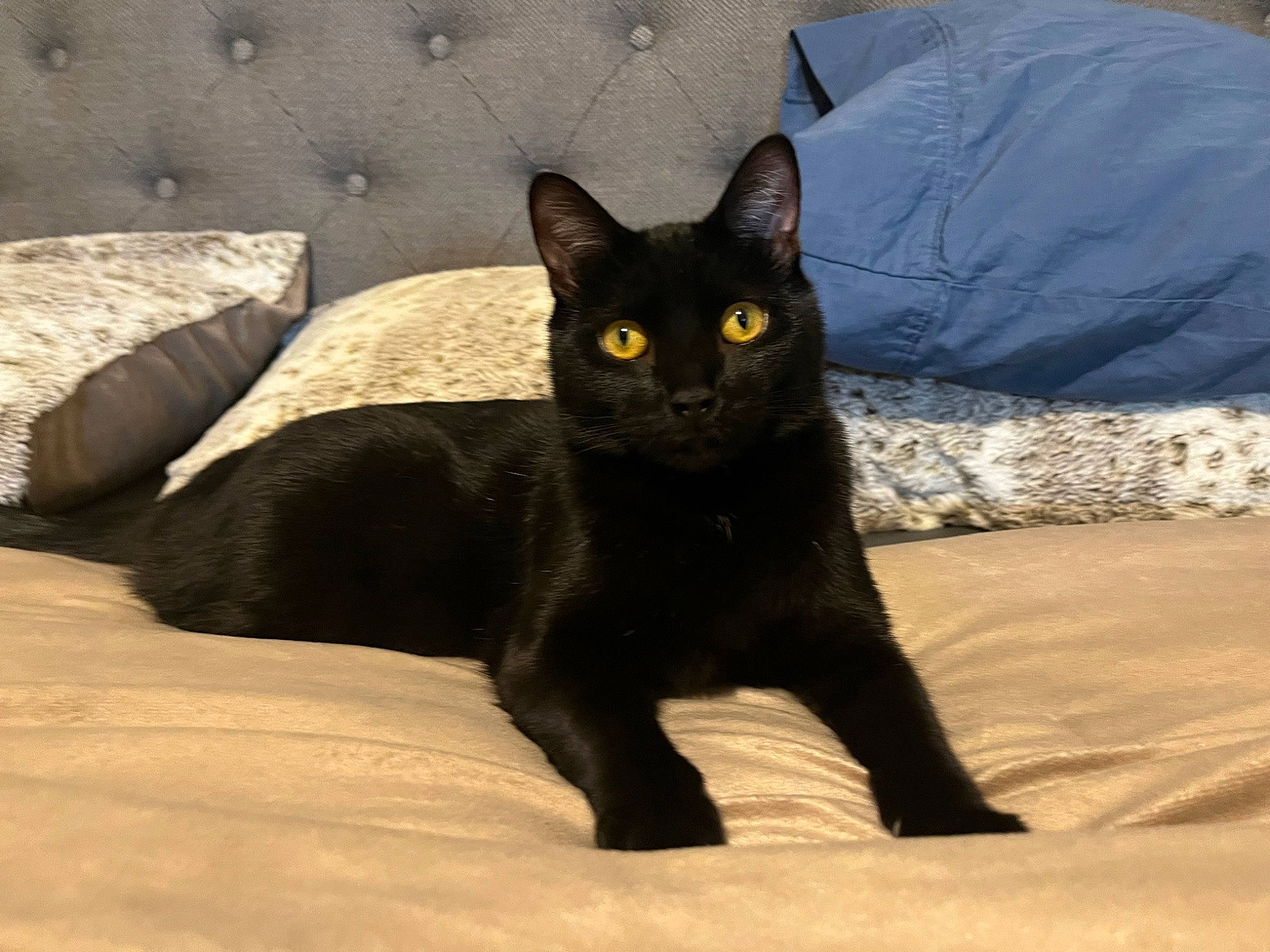 Axel is registered to the contest to win money with this photo: black_cat, bombay, carnivore, cat, comfort, domestic_short_haired_cat, felidae, fur, grey, small_to_medium_sized_cats, snout, tail, terrestrial_animal, whiskers
