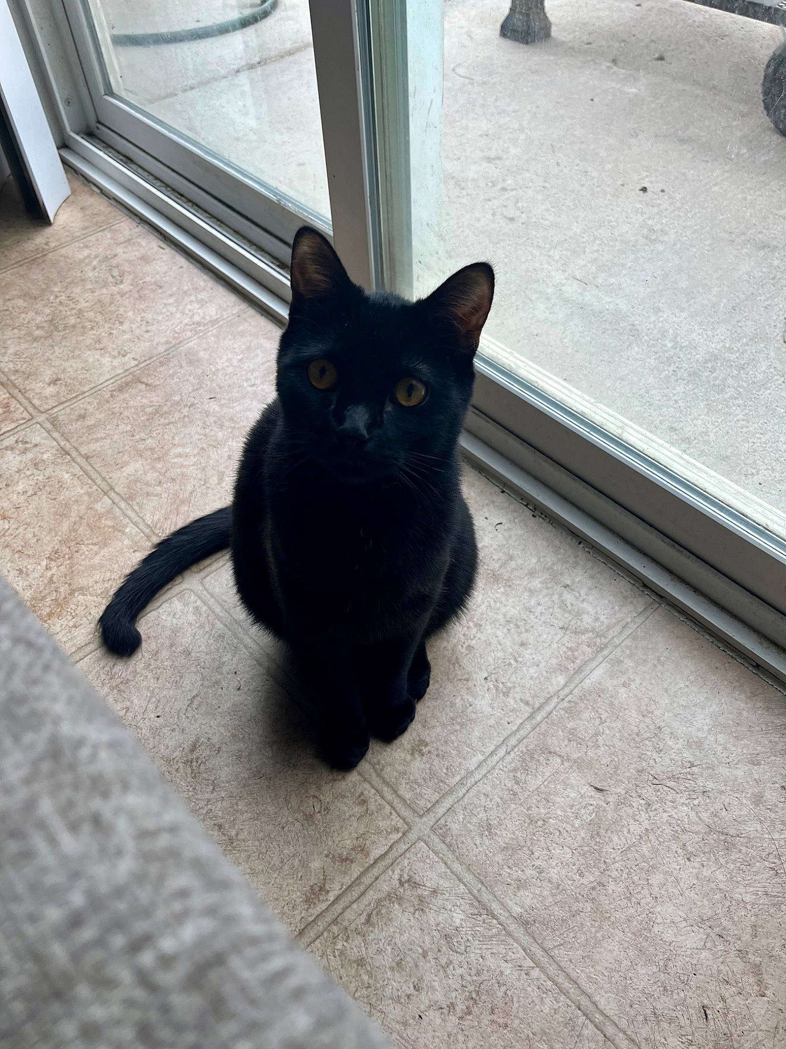 Axel is registered to the contest to win money with this photo: asphalt, automotive_tire, black, black_cat, carnivore, cat, domestic_short_haired_cat, eye, felidae, floor, flooring, fur, grey, road_surface, small_to_medium_sized_cats, snout, tail, tire, wheel, whiskers