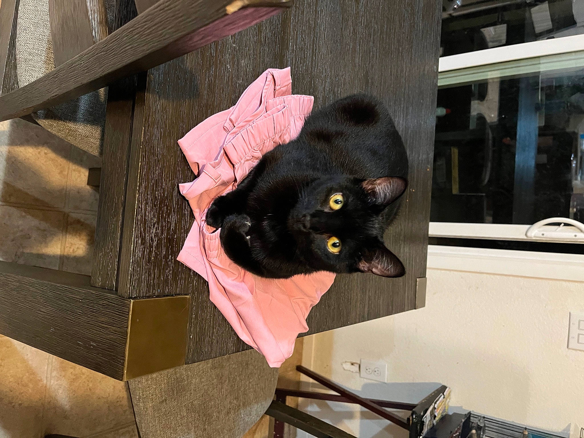 Axel is registered to the contest to win money with this photo: black_cat, bombay, carnivore, cat, chair, comfort, domestic_short_haired_cat, felidae, fur, havana_brown, plant, shipping_box, small_to_medium_sized_cats, tail, vegetable, whiskers, window, wood