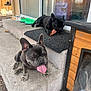 dog, french_bulldog, pet, animal, outdoor, concrete, steps, panting, treat, black_dog, gray_dog, dog_house, food_bowl, playful, cute, canine, tongue_out, relaxed, backyard, daylight