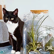 Oreo participe au concours pour gagner de l'argent avec cette photo : black_and_white, cat, closeup, curious, decor, ears, feline, glass, home, indoor, leaf_pattern, natural_light, pebbles, pet, plants, sitting, table, terrarium, tuxedo_cat, whiskers