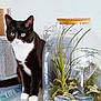 black_and_white, cat, closeup, curious, decor, ears, feline, glass, home, indoor, leaf_pattern, natural_light, pebbles, pet, plants, sitting, table, terrarium, tuxedo_cat, whiskers