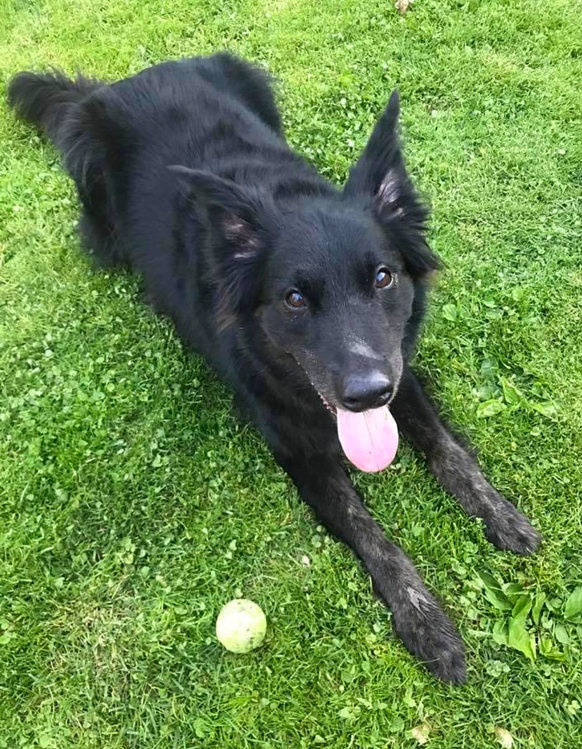 Gunner is registered to the contest to win money with this photo: ball, canidae, carnivore, dog, dog_breed, dog_toy, golf_ball, golf_equipment, grass, grass_family, green, groundcover, lawn, mammal, schipperke, snout, sporting_group, sports_equipment, tennis_ball