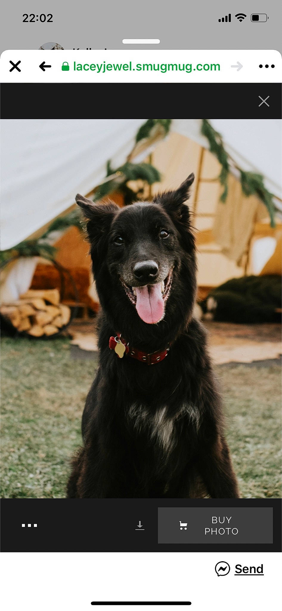 Gunner joined the competition — help win amazing prizes! canidae, carnivore, collar, companion_dog, dog, dog_breed, dog_collar, fang, fur, guard_dog, jaw, liver, schipperke, snout, sporting_group, tongue, tooth, vertebrate, whiskers, working_animal