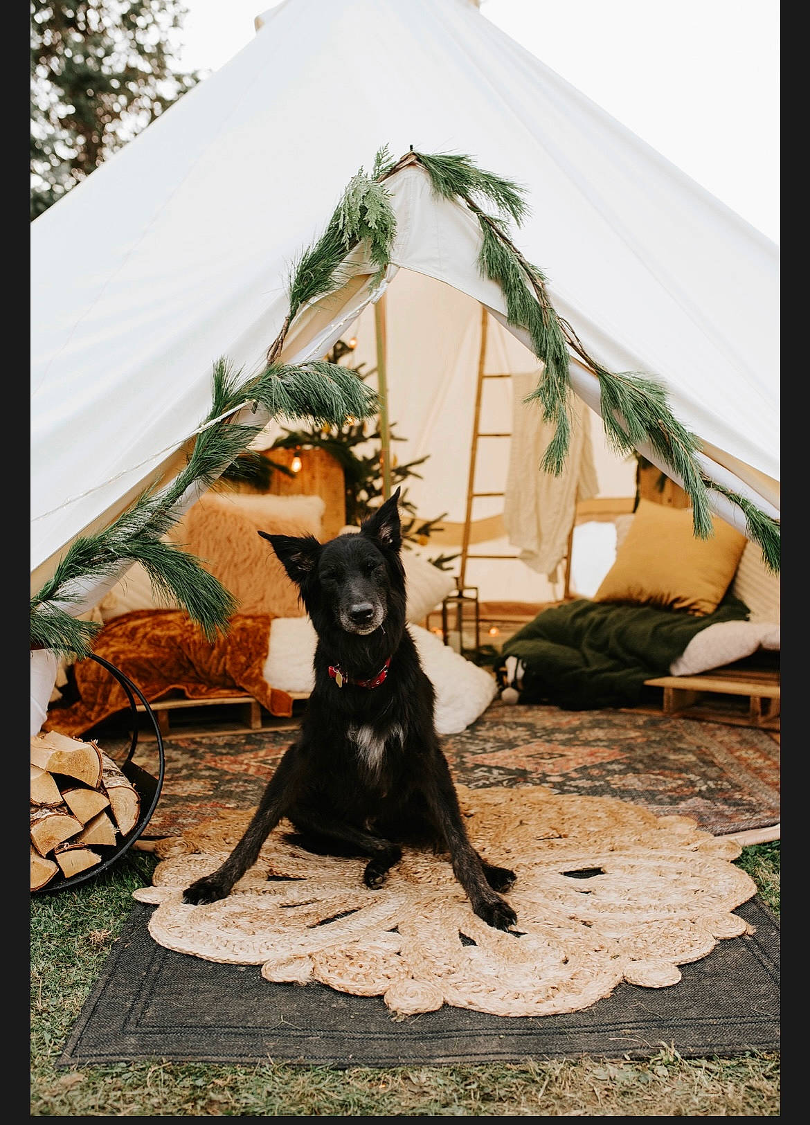 Gunner joined the competition — help win amazing prizes! backyard, canidae, carnivore, collar, companion_dog, dog, dog_breed, dog_collar, dog_supply, guard_dog, hunting_dog, pet_supply, shade, snout, sporting_group, tail, tent, working_animal, working_dog, yard