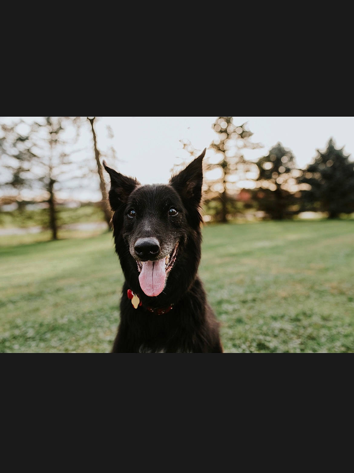 Gunner joined the competition — help win amazing prizes! black_norwegian_elkhound, canidae, carnivore, collar, dog, dog_breed, fang, guard_dog, herding_dog, jaw, meadow, pasture, schipperke, snout, sporting_group, terrestrial_animal, tongue, tooth, working_animal, working_dog