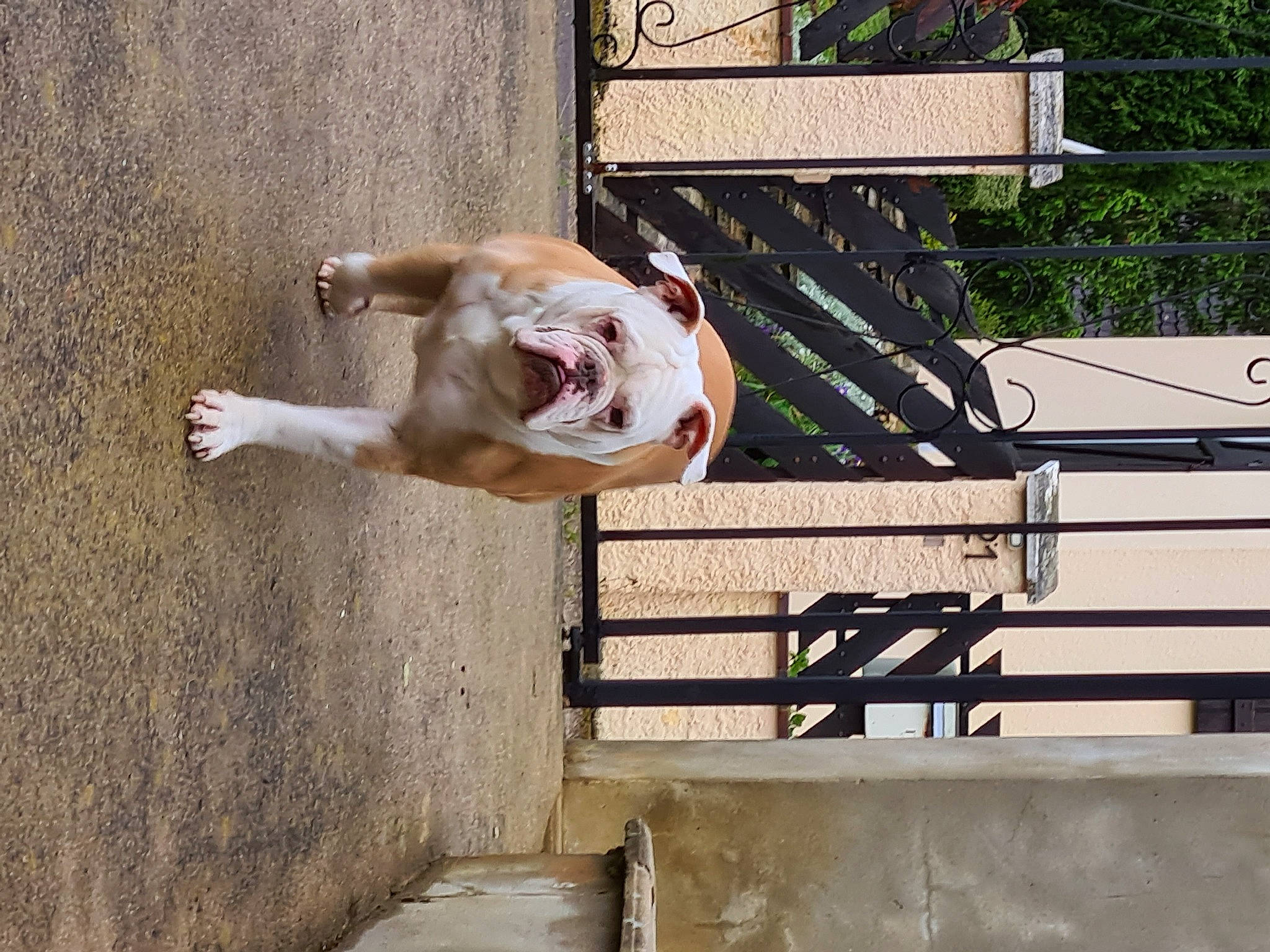 Newton participe au concours pour gagner de l'argent avec cette photo : canidae, carnivore, collar, companion_dog, dog, dog_breed, dog_collar, dog_supply, fawn, non_sporting_group, pet_supply, plant, snout, sporting_group, tail, wood, working_animal, working_dog