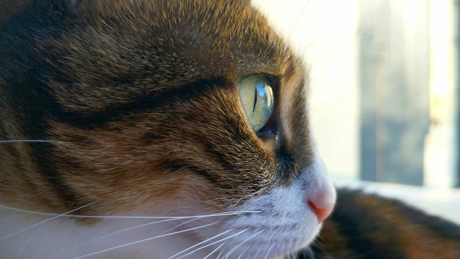 Janis participe au concours pour gagner de l'argent avec cette photo : cat, close_up, profile, fur, eye, whiskers, pet, animal, domestic, mammal, face, side_view, nature, cute, feline, soft_light, background_blur, calm, indoor, nose