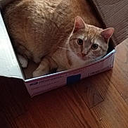 Max joined the competition — help win amazing prizes! cat, orange_tabby, cardboard_box, wooden_floor, pet, feline, curious, indoor, animal, cute, whiskers, ears, fur, domestic_cat, looking_up, resting, cozy, home, box, tabby