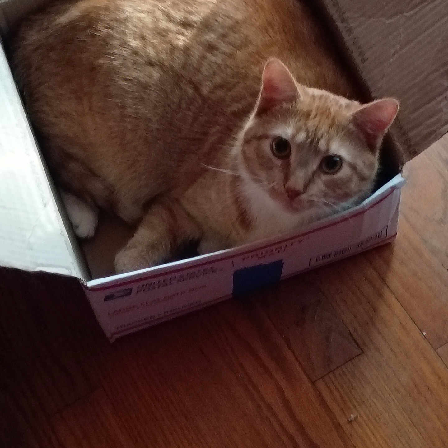 Max joined the competition — help win amazing prizes! animal, box, cardboard_box, cat, cozy, curious, cute, domestic_cat, ears, feline, fur, home, indoor, looking_up, orange_tabby, pet, resting, tabby, whiskers, wooden_floor