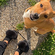 Mononoke participe au concours pour gagner de l'argent avec cette photo : dog, tan_dog, pet, outdoor, grass, pebble_path, footwear, slippers, black_pants, shadow, sunlight, playful, looking_up, animal, cute, happy, nature, ground, person, walking