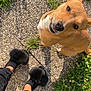 dog, tan_dog, pet, outdoor, grass, pebble_path, footwear, slippers, black_pants, shadow, sunlight, playful, looking_up, animal, cute, happy, nature, ground, person, walking