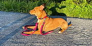 Mononoke a rejoint le concours — aidez-le/la à gagner de superbes lots ! dog, animal, pet, leash, collar, outdoor, sunlight, shadow, gravel, greenery, bushes, nature, canine, resting, side_view, daytime, peaceful, alert, brown_dog, calm