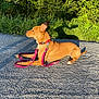 dog, animal, pet, leash, collar, outdoor, sunlight, shadow, gravel, greenery, bushes, nature, canine, resting, side_view, daytime, peaceful, alert, brown_dog, calm