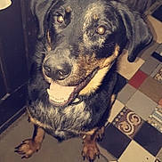Odin participe au concours pour gagner de l'argent avec cette photo : animal, black_dog, canine, curtain, dog, door, ears, floor_mat, fur, happy_dog, indoor, looking_up, mammal, nose, patterned_floor, paw_prints, pet, smiling, tan_markings, tile_floor