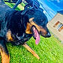 Odin a rejoint le concours — aidez-le/la à gagner de superbes lots ! animal, black_and_tan, canine, daylight, dog, fence, fur, grass, house, mammal, nature, outdoor, pet, playful, relaxed, rottweiler, sky, sunny, tongue_out, yard
