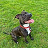 alert, animal, black_dog, canine, dog, ears_up, friendly, grass, happy, looking_up, nature, outdoor, park, pet, playful, red_collar, sitting, summer, tongue_out, white_chest