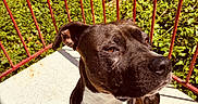 Loki a rejoint le concours — aidez-le/la à gagner de superbes lots ! animal, background, balcony, black_and_white, canine, closeup, daylight, dog, fence, fur, greenery, looking_away, nature, outdoor, pet, portrait, red_railings, shadow, summer, sunlight