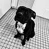 animal, black_dog, canine, companion, cute, dog, domestic, ears, expression, floor_tiles, friendly, indoor, looking_up, paw, pet, portrait, sitting, tile_floor, waiting, white_patch