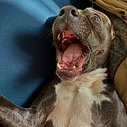 Loki a rejoint le concours — aidez-le/la à gagner de superbes lots ! dog, canine, pet, yawning, open_mouth, teeth, tongue, nose, fur, whiskers, chest, blanket, bed, indoor, portrait, closeup, playful, surprised, brown_coat, paw