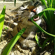 Fifi participe au concours pour gagner de l'argent avec cette photo : cat, tabby, plant, green_leaf, chewing, outdoor, sunlight, garden, dirt, stones, animal, pet, whiskers, teeth, nature, closeup, playful, feline, grass, curious