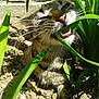 cat, tabby, plant, green_leaf, chewing, outdoor, sunlight, garden, dirt, stones, animal, pet, whiskers, teeth, nature, closeup, playful, feline, grass, curious