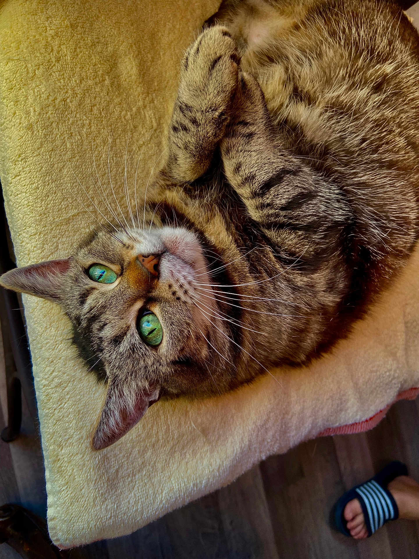 Fifi