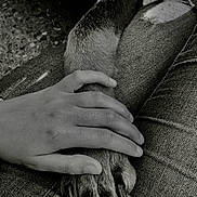 Odin a rejoint le concours — aidez-le/la à gagner de superbes lots ! dog_paw, hand, denim, jeans, close_up, black_and_white, texture, skin, fur, nails, human, animal, bond, touch, outdoor, casual, clothing, lap, friendship, companion