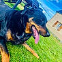 Odin a rejoint le concours — aidez-le/la à gagner de superbes lots ! rottweiler, dog, grass, outdoor, tongue_out, pet, sunny_day, blue_sky, clouds, chair, house, fence, happy, canine, animal, mammal, nature, daylight, playful, resting