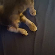 Shadow is registered to the contest to win money with this photo: animal, blurry, calm, cat, closeup, cute, dark_background, domestic_animal, feline, four_legs, fur, indoor, laying, paws, pet, quiet, resting, sleeping, soft, whiskers