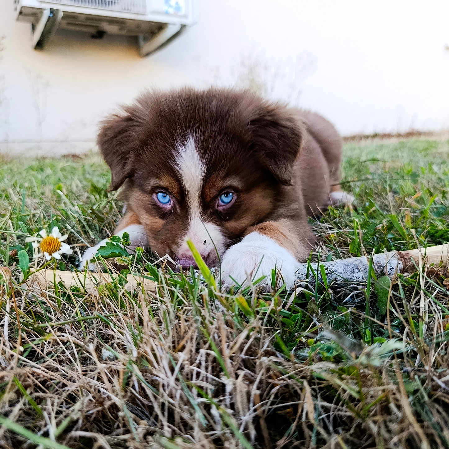 Bounty a rejoint le concours — aidez-le/la à gagner de superbes lots ! puppy, dog, grass, blue_eyes, flower, outdoor, nature, animal, cute, pet, fur, young, lying_down, close_up, playful, adorable, canine, portrait, eye_contact, background_blur