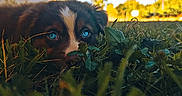Bounty participe au concours pour gagner de l'argent avec cette photo : puppy, dog, grass, blue_eyes, outdoor, nature, building, sky, greenery, curious, close_up, animal, pet, daylight, young_dog, playful, fur, field, leaf, sunlight