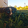 puppy, dog, grass, blue_eyes, outdoor, nature, building, sky, greenery, curious, close_up, animal, pet, daylight, young_dog, playful, fur, field, leaf, sunlight