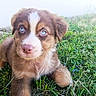 Bounty participe au concours pour gagner de l'argent avec cette photo : puppy, dog, grass, blue_eyes, outdoor, animal, cute, fur, pet, nature, young, brown, white_markings, portrait, close_up, laying, adorable, canine, small, mammal