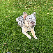 Gizmo is registered to the contest to win money with this photo: dog, french_bulldog, pet, merle_coat, grass, lawn, outdoor, sitting, muzzle, wrinkled_face, ears, cute, portrait, canine, animal, relaxed, greenery, leaves, resting, daylight