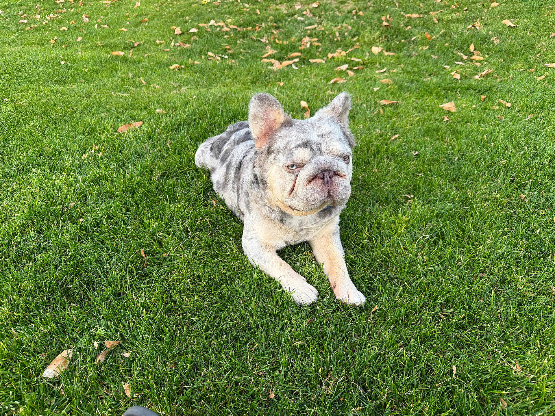 Gizmo is registered to the contest to win money with this photo: dog, french_bulldog, pet, merle_coat, grass, lawn, outdoor, sitting, muzzle, wrinkled_face, ears, cute, portrait, canine, animal, relaxed, greenery, leaves, resting, daylight