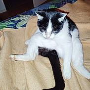 Rio a rejoint le concours — aidez-le/la à gagner de superbes lots ! cat, black_and_white, pet, animal, sitting, blanket, bed, indoor, tail, fur, cozy, cute, relaxed, feline, household, resting, looking_down, soft_texture, domestic, curious